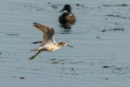 AktNatBeo-200912-ta-08_HB_Gruenschenkel_12-09-20