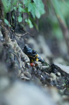 AktNatBeo-200927-ja-1_Feuersalamnder