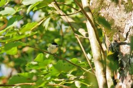 AktNatBeo-200927-ja-3_Weidenmeise-1140pix