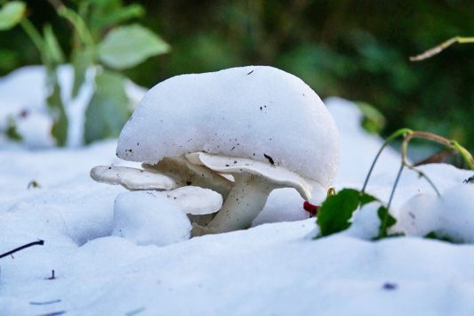 AktNatBeo-200927-ja-4_Schneepilz-1140pix