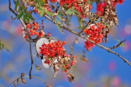 AktNatBeo-200927-ja-5_Vogelbeeren-1140pix