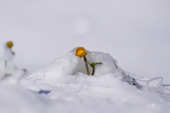 AktNatBeo-200927-ja-6_Hahnenfuss-1140pix