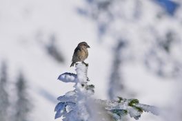 AktNatBeo-200927-ja-8_Fichtenkreuzschnabel-1140pix