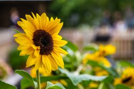 Jahrtag-Altenbeuern-1070894