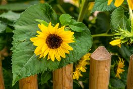 Jahrtag-Altenbeuern-1070897