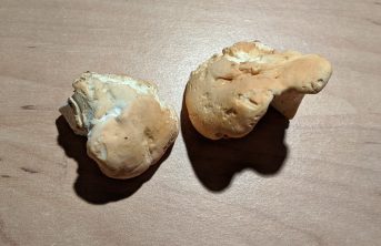 Semmelstoppelpilz (4)