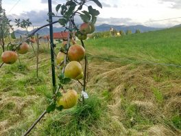 kl-Äpfel mit Blick zur Kirche Wildenwart