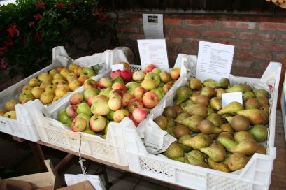 kl-Äpfel und Birnen