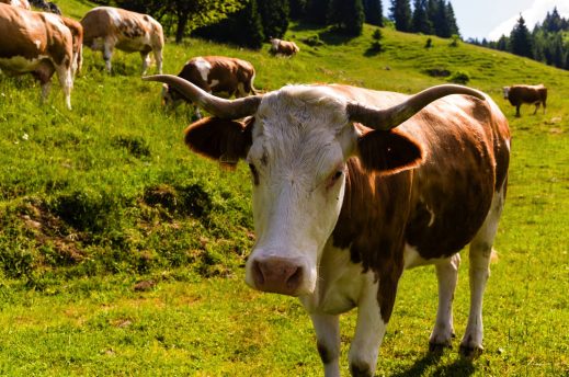 1Kuehe auf der Wagneralm