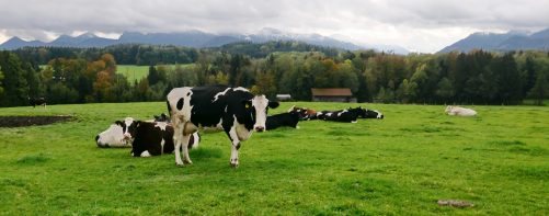 Kuh schwarz - weiss.2 kl