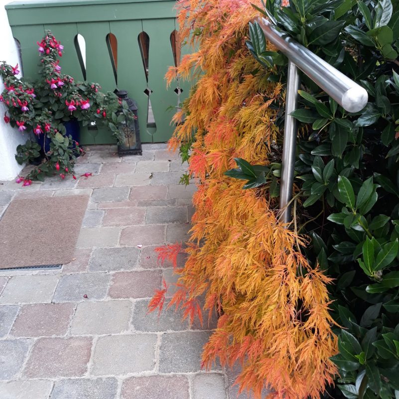 Roter Zwergfächerahorn in Orange im Herbst