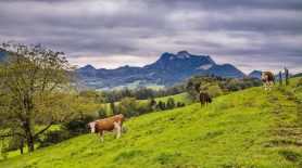 Samerberg 2014 Kuehe