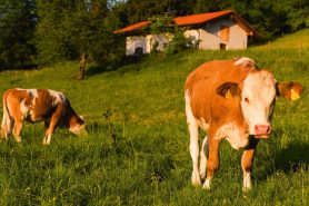 k3-1Abendstimmung Hochriesbahn 5