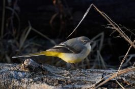 AktNatBeo-201108-ka-Gebirgsstelze-DSC09165-denoise-clear