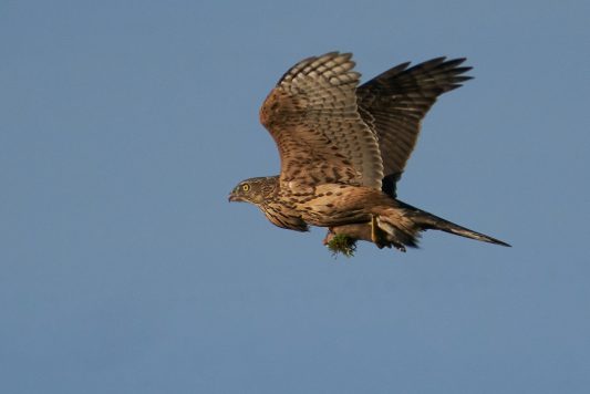 AktNatBeo-201108-ka-Habicht mit Hermelin