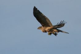 AktNatBeo-201108-ka-Habicht_mit_Hermelin-DSC09133