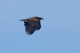 AktNatBeo-201108-ka-Seeadler-DSC08887