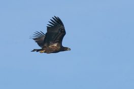 AktNatBeo-201108-ka-Seeadler-DSC08892