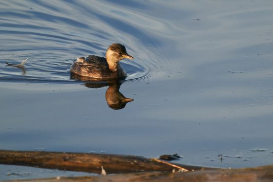 AktNatBeo-201108-ka-Zwergtaucher-DSC09160 1