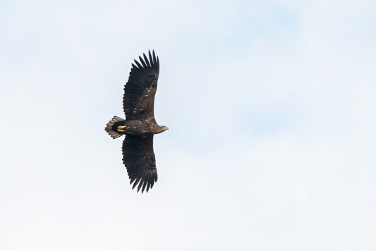 AktNatBeo-201120-ta-01-HB_Seeadler_20-11_20
