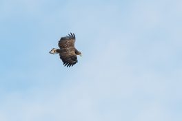 AktNatBeo-201120-ta-02-HB_Seeadler_20-11_20