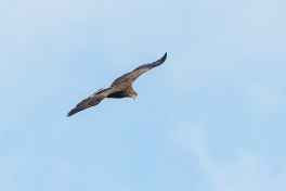 AktNatBeo-201120-ta-03-HB_Seeadler_20-11_20