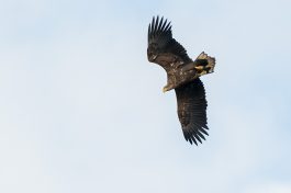 AktNatBeo-201120-ta-04-HB_Seeadler_20-11_20