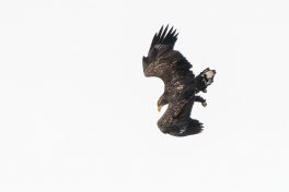 AktNatBeo-201120-ta-05-HB_Seeadler_20-11_20