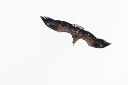 AktNatBeo-201120-ta-06-HB_Seeadler_20-11_20