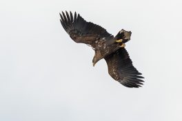 AktNatBeo-201120-ta-07-HB_Seeadler_20-11_20