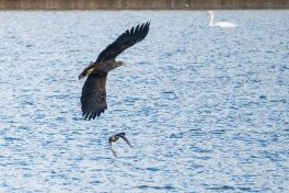 AktNatBeo-201120-ta-08-HB_Seeadler_20-11_20