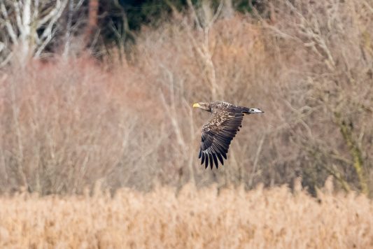 AktNatBeo-201120-ta-09-HB_Seeadler_20-11_20