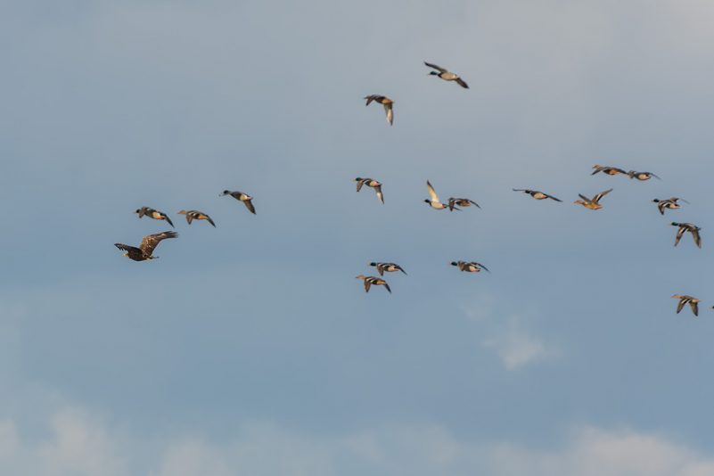 AktNatBeo-201120-ta-10-HB_Seeadler_20-11_20