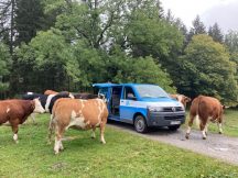 BR-Schwarz Aufnahme mit Kühen