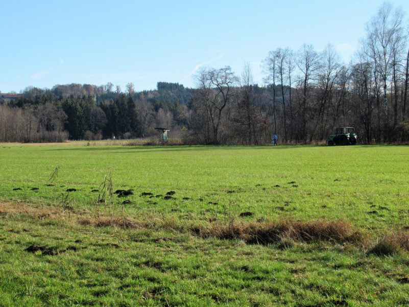 Moorlandschaft zwischen Amerang, Zillham und Halfing