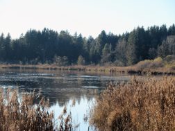 Moorlandschaft zwischen Amerang, Zillham und Halfing