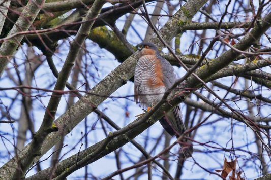 AktNatBeo-201221-ja-01_Sperber-1140pix