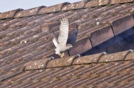 AktNatBeo-201221-ja-03_Sperber-1140pix