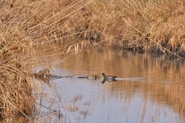 AktNatBeo-201221-ja-04_Teichhuhn-1140pix