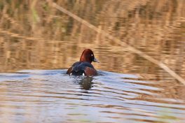 AktNatBeo-201221-ja-05_Moorente-1140pix