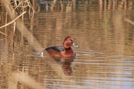 AktNatBeo-201221-ja-06_Moorente-1140pix