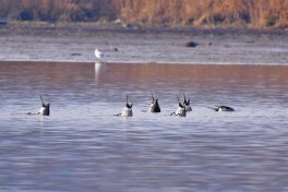 AktNatBeo-201221-ja-07_Spiessente-1140pix
