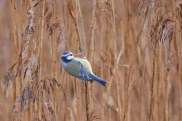 AktNatBeo-201221-ja-08_Blaumeise-1140pix