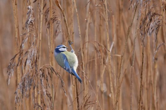 AktNatBeo-201221-ja-09_Blaumeise-1140pix