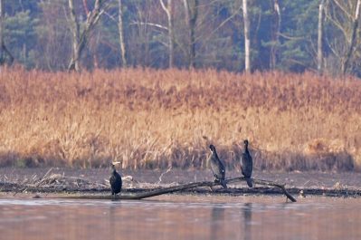 AktNatBeo-201221-ja-10_Kormoran-1140pix