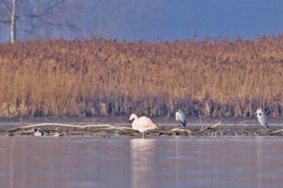 AktNatBeo-201221-ja-11_Chileflamingo-1140pix