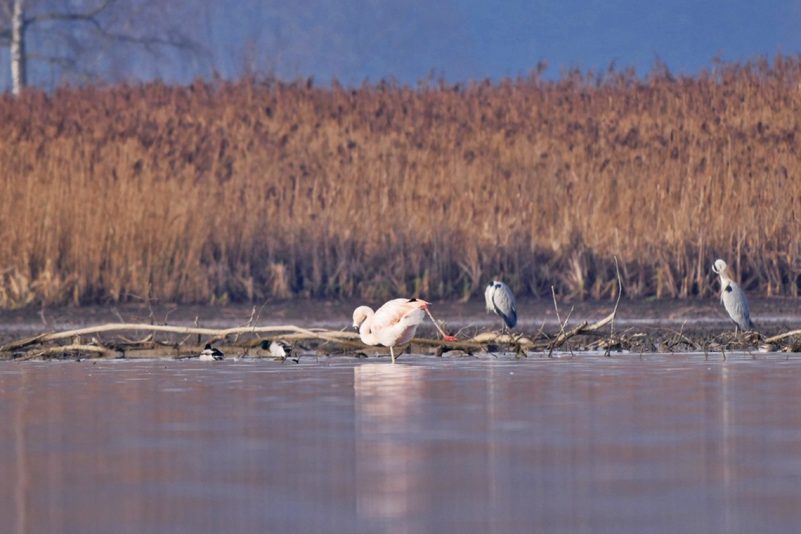 AktNatBeo-201221-ja-12_Chileflamingo-1140pix