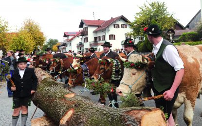 BichlerOchsenritt kl