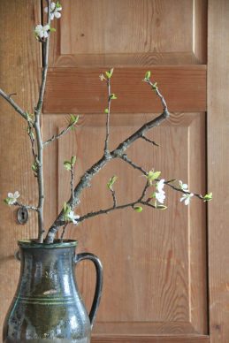 Dez_Barbarazweige IMG_5609