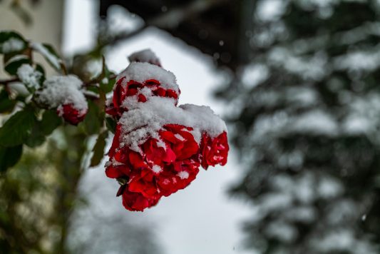 Winterrosen Fading 1